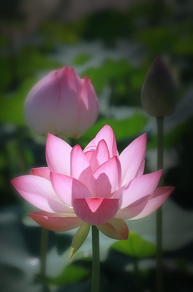 yogatherapie-lotus